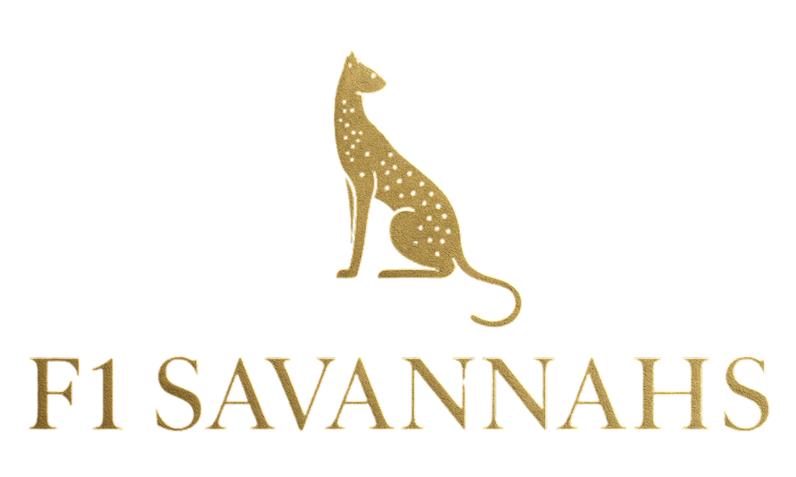 What is a F2 savannah cat? — F1 Savannah Cat Breeder